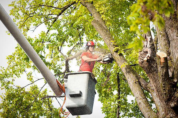 Best Hazardous Tree Removal  in Spring Valley Village, TX